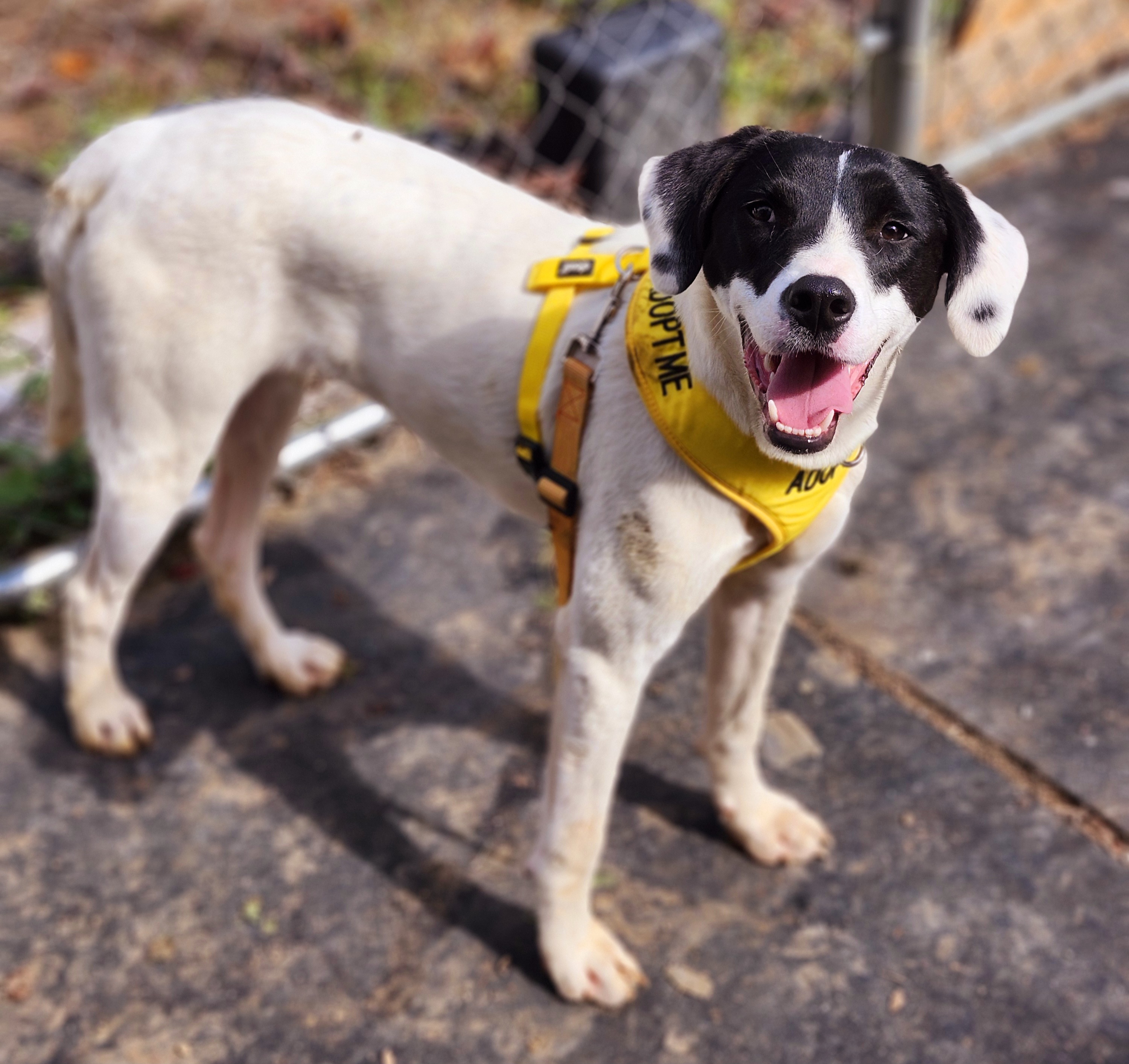 Starla, Adoptable, Adult Female Boxer.