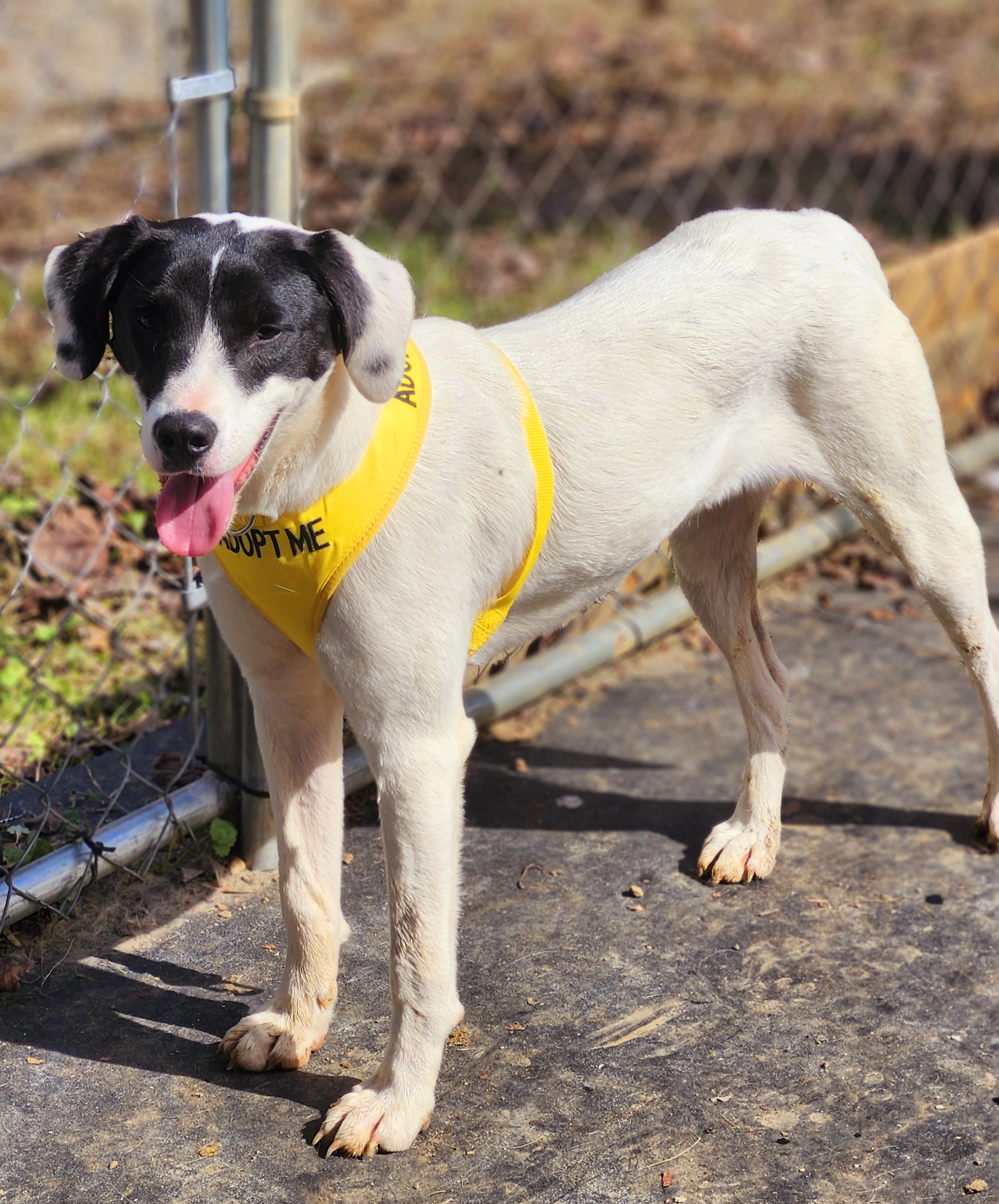 Starla, a Adoptable mixed breed in Cosby, TN image 2/6