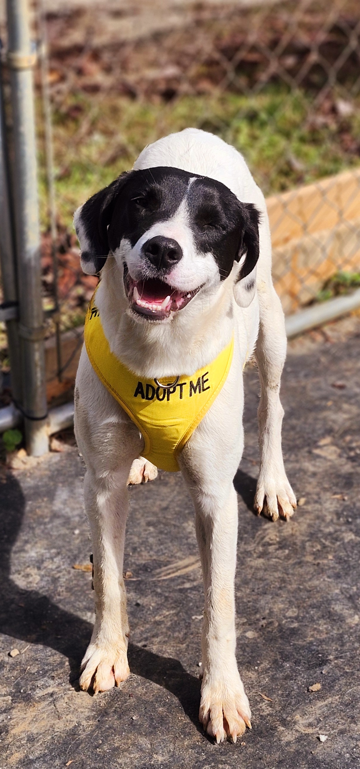 Starla, a Adoptable mixed breed in Cosby, TN image 3/6