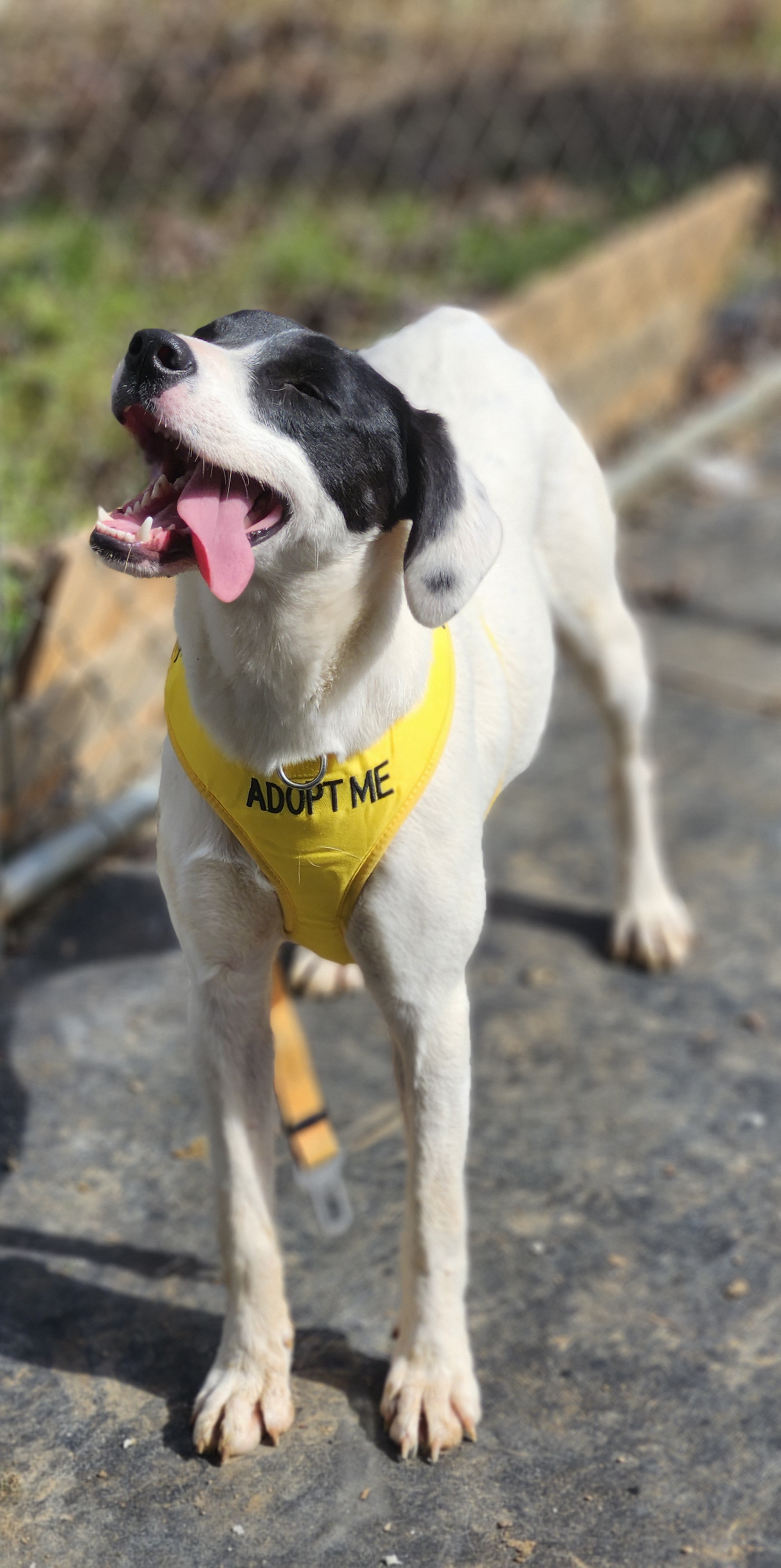 Starla, a Adoptable mixed breed in Cosby, TN image 4/6