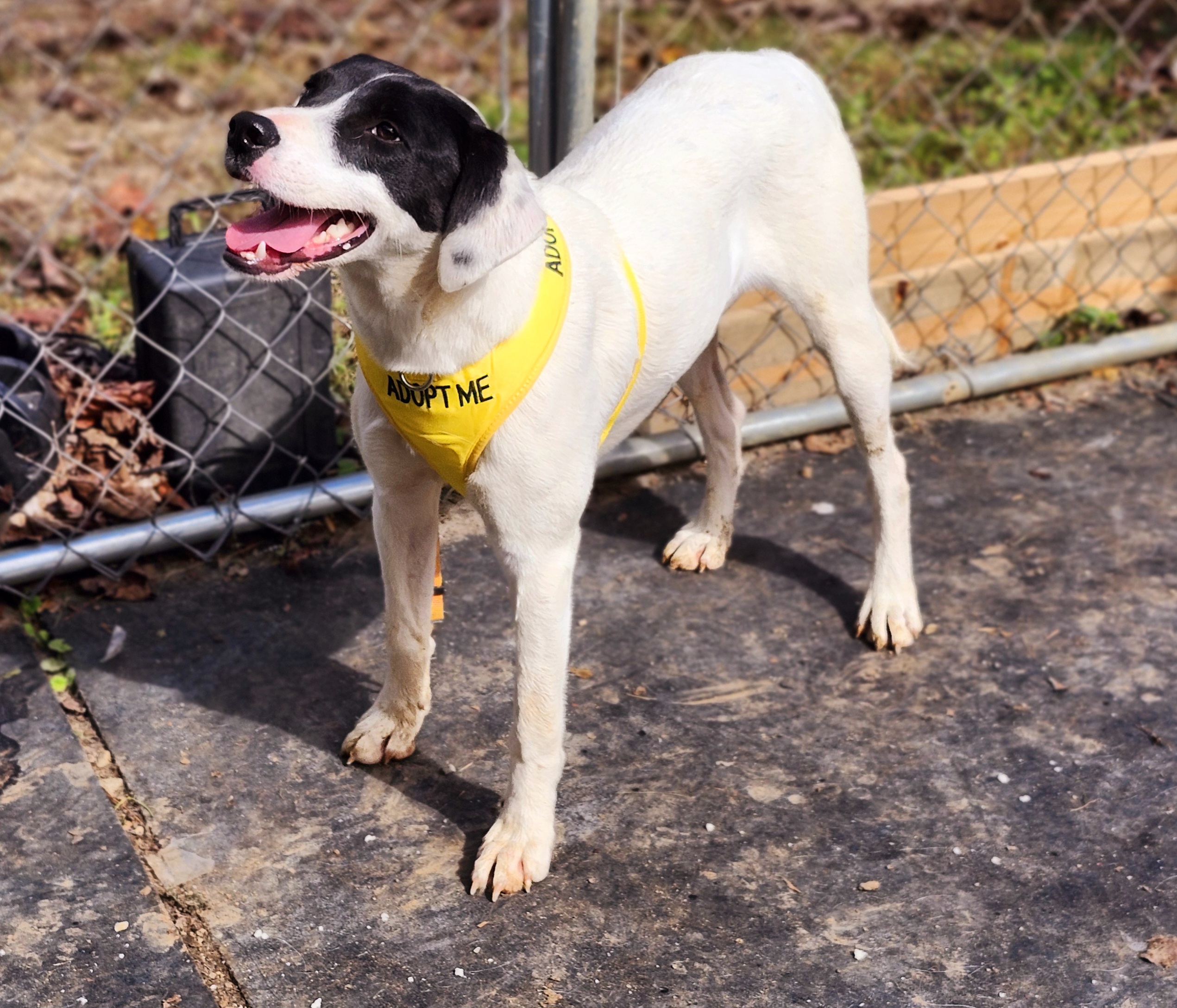 Starla, a Adoptable mixed breed in Cosby, TN image 5/6