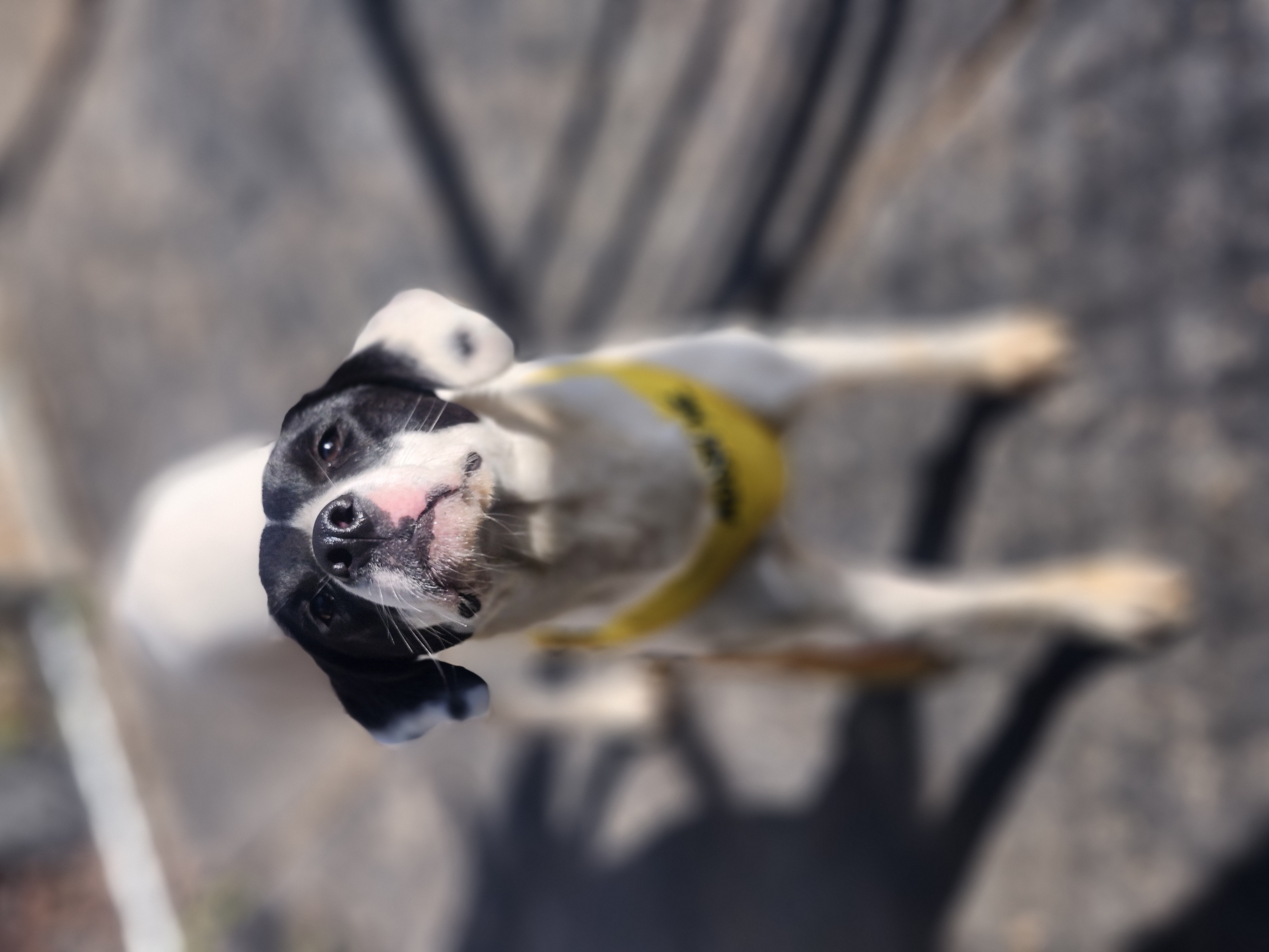 Starla, a Adoptable mixed breed in Cosby, TN image 6/6