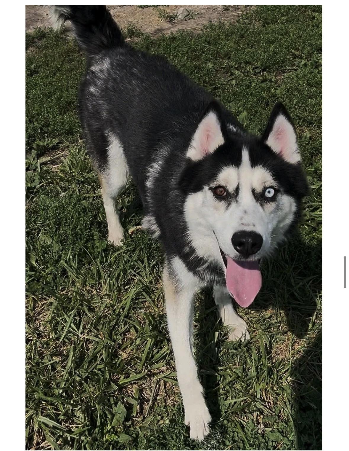 Marty, Adoptable, Adult Male Siberian Husky.