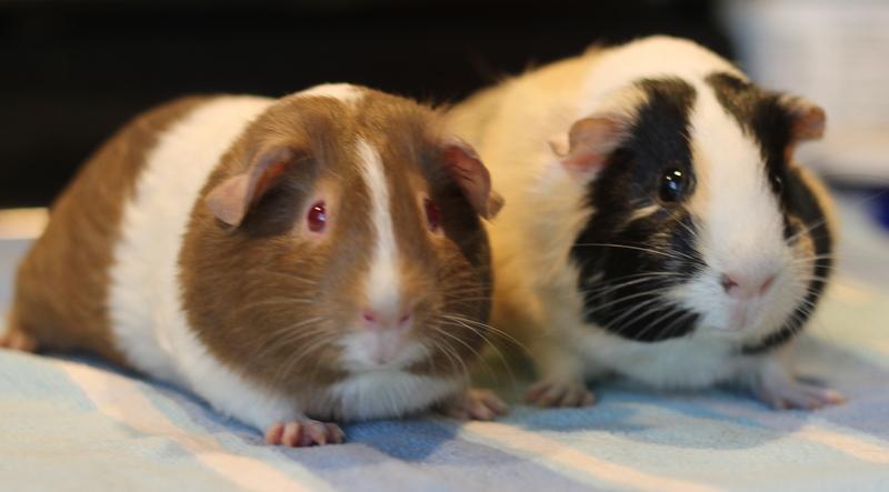 Enlarge Maddy and Mimi, a ADOPTABLE Guinea Pig in Budd Lake, NJ image 6/6