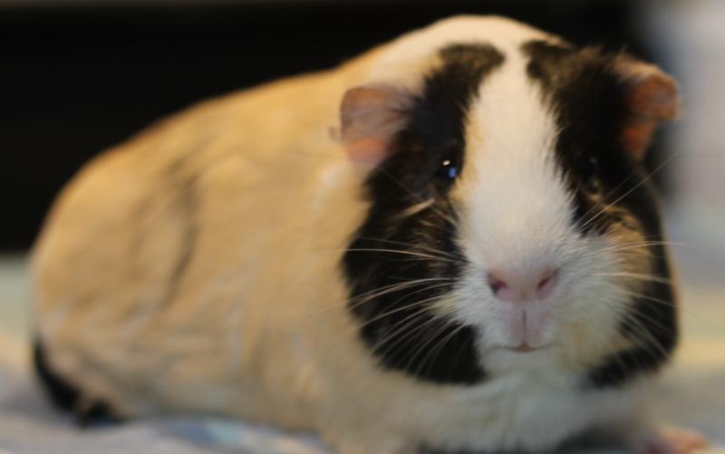 Enlarge Maddy and Mimi, a ADOPTABLE Guinea Pig in Budd Lake, NJ image 2/6