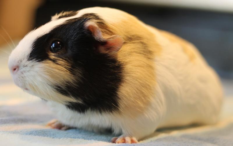 Enlarge Maddy and Mimi, a ADOPTABLE Guinea Pig in Budd Lake, NJ image 3/6