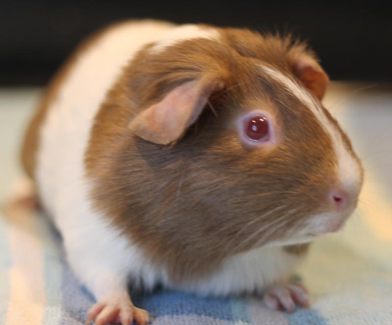 Enlarge Maddy and Mimi, a ADOPTABLE Guinea Pig in Budd Lake, NJ image 5/6