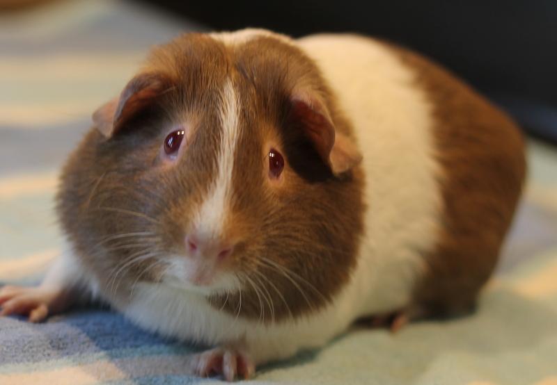 Enlarge Maddy and Mimi, a ADOPTABLE Guinea Pig in Budd Lake, NJ image 4/6