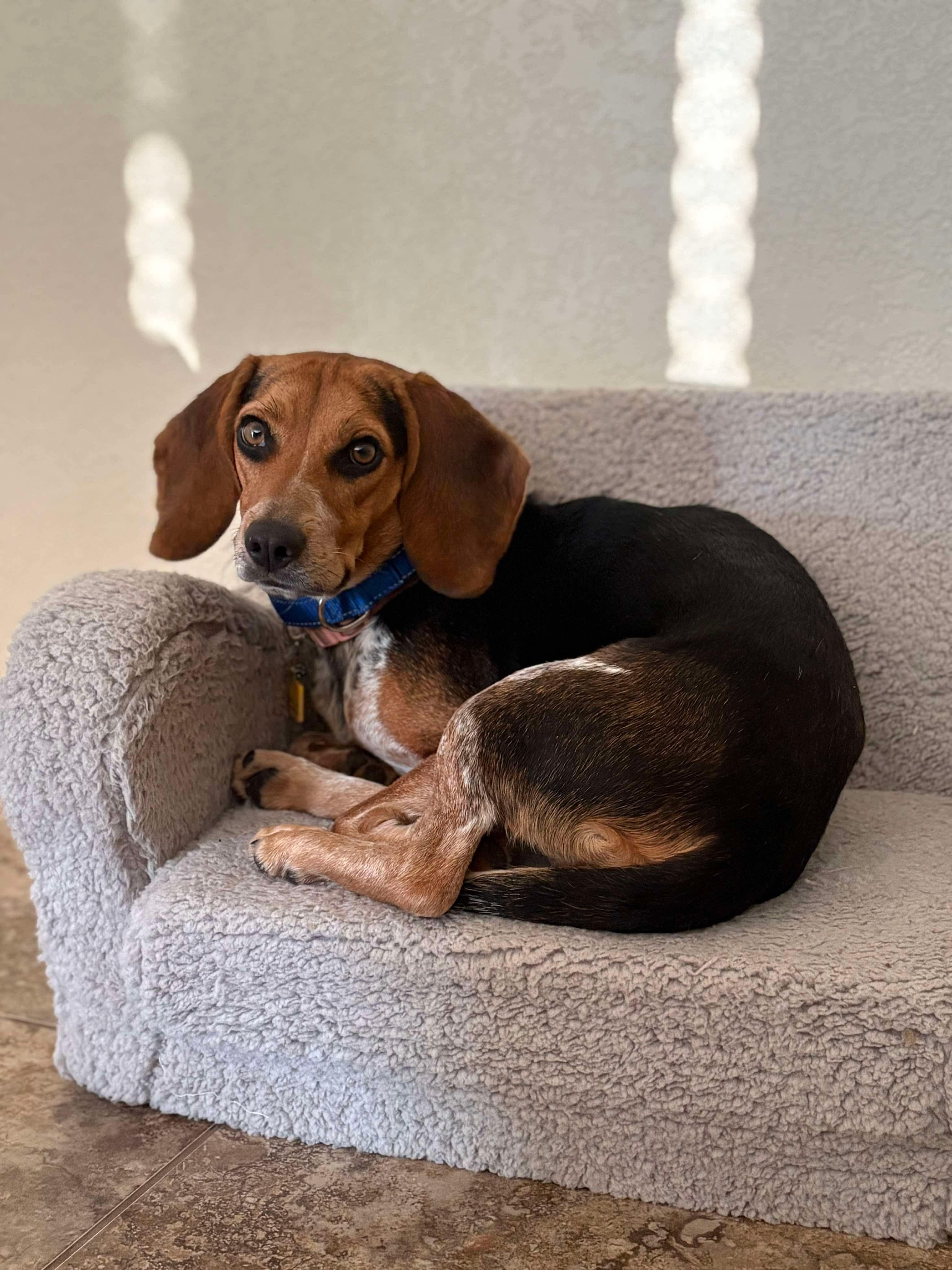 Enlarge Peaches, an adopted Beagle in Boston, MA image 1/6