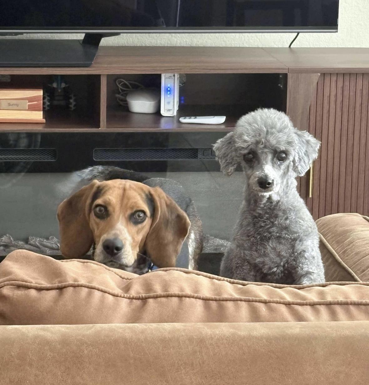 Enlarge Peaches, an adopted Beagle in Boston, MA image 6/6