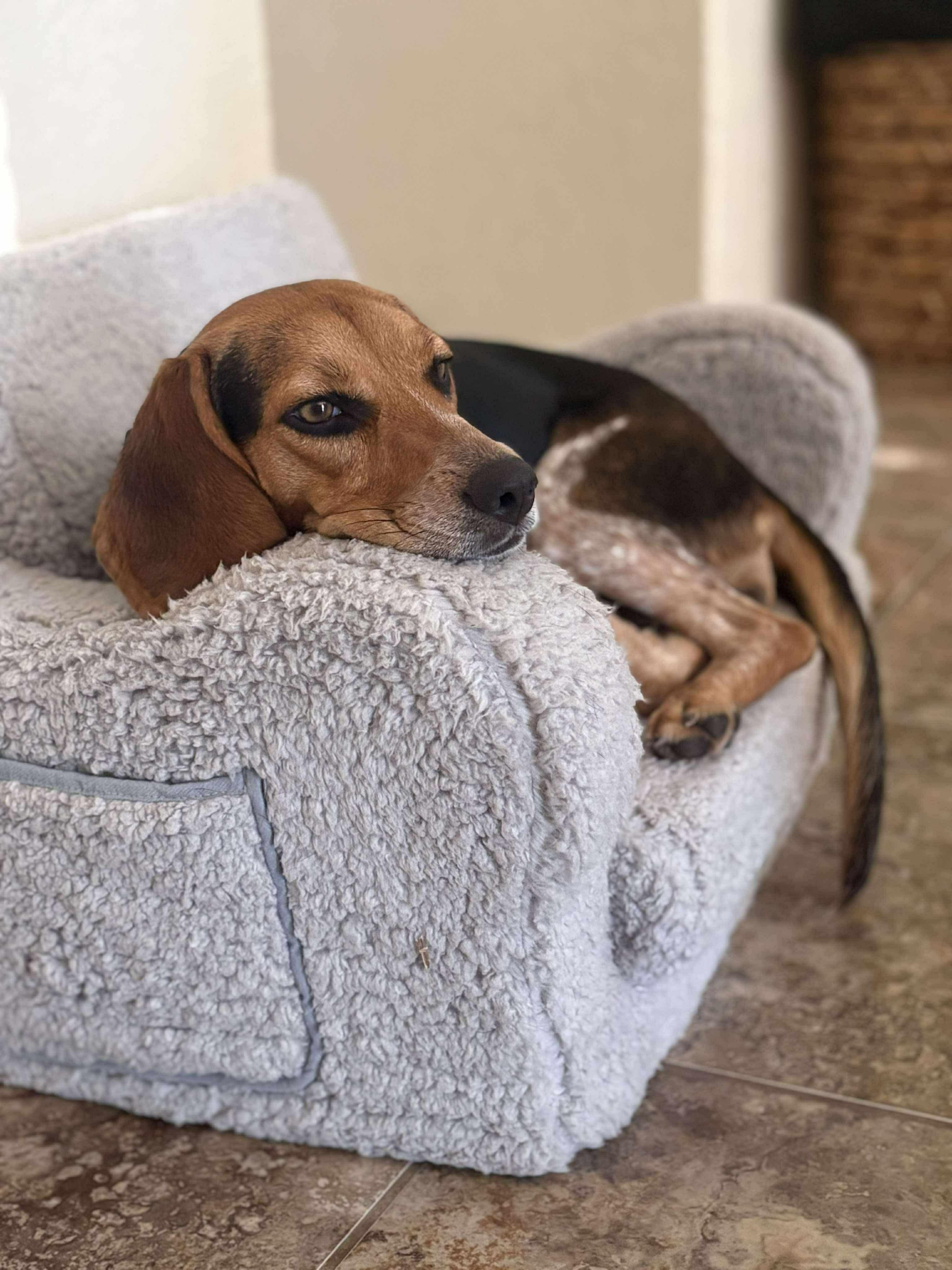 Enlarge Peaches, an adopted Beagle in Boston, MA image 4/6