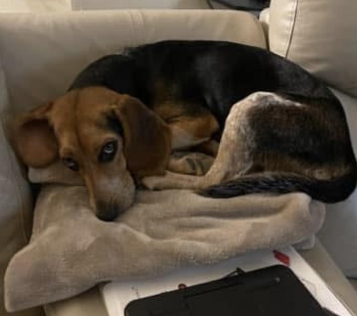 Enlarge Peaches, an adopted Beagle in Boston, MA image 3/6