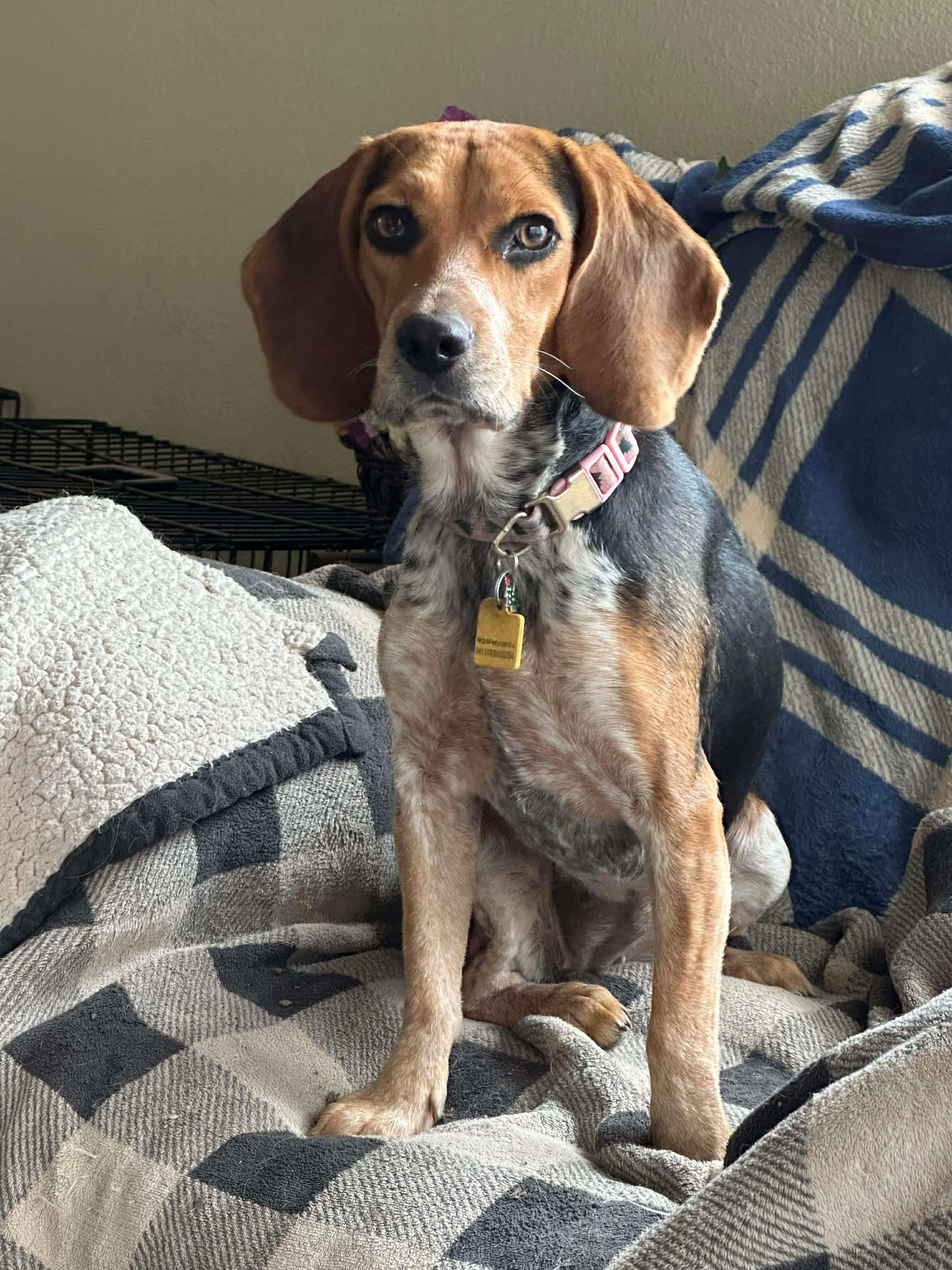 Enlarge Peaches, an adopted Beagle in Boston, MA image 2/6