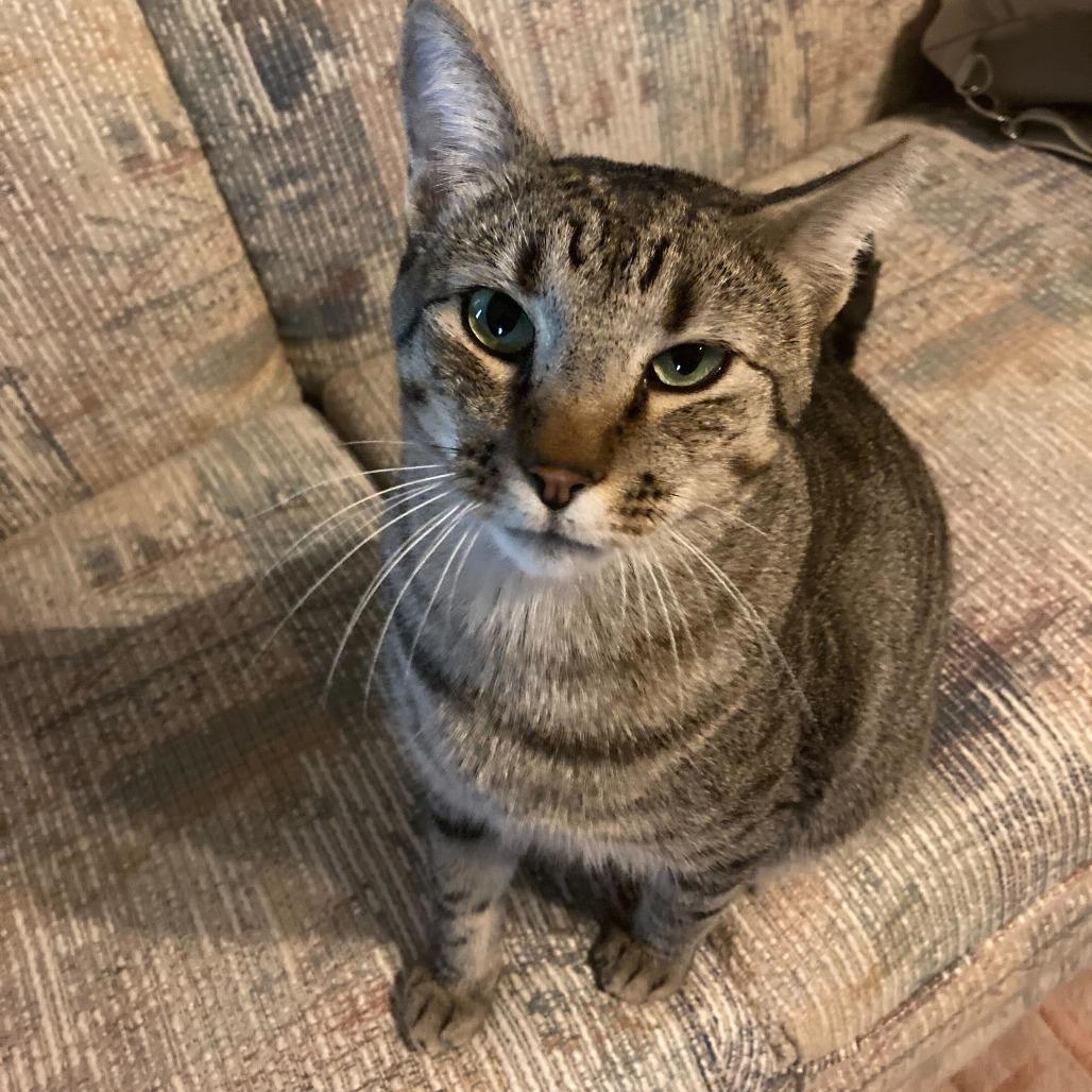 Big Boy, Adoptable, Adult Male Domestic Short Hair.