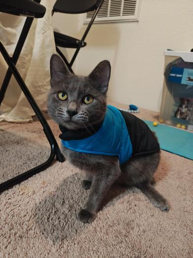 Cenizo — thumbnail 2