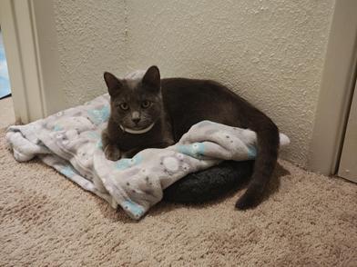 Cenizo — thumbnail 3