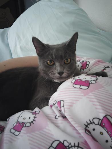 Cenizo — thumbnail 4