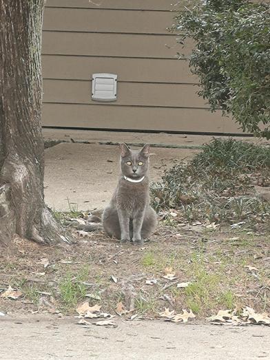 Cenizo — thumbnail 5