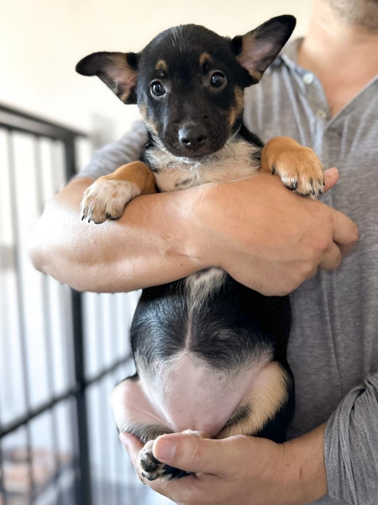 Enlarge Nala, a Adoptable mixed breed in Denver, CO image 1/6