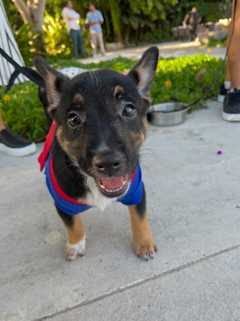 Enlarge Nala, a Adoptable mixed breed in Denver, CO image 3/6