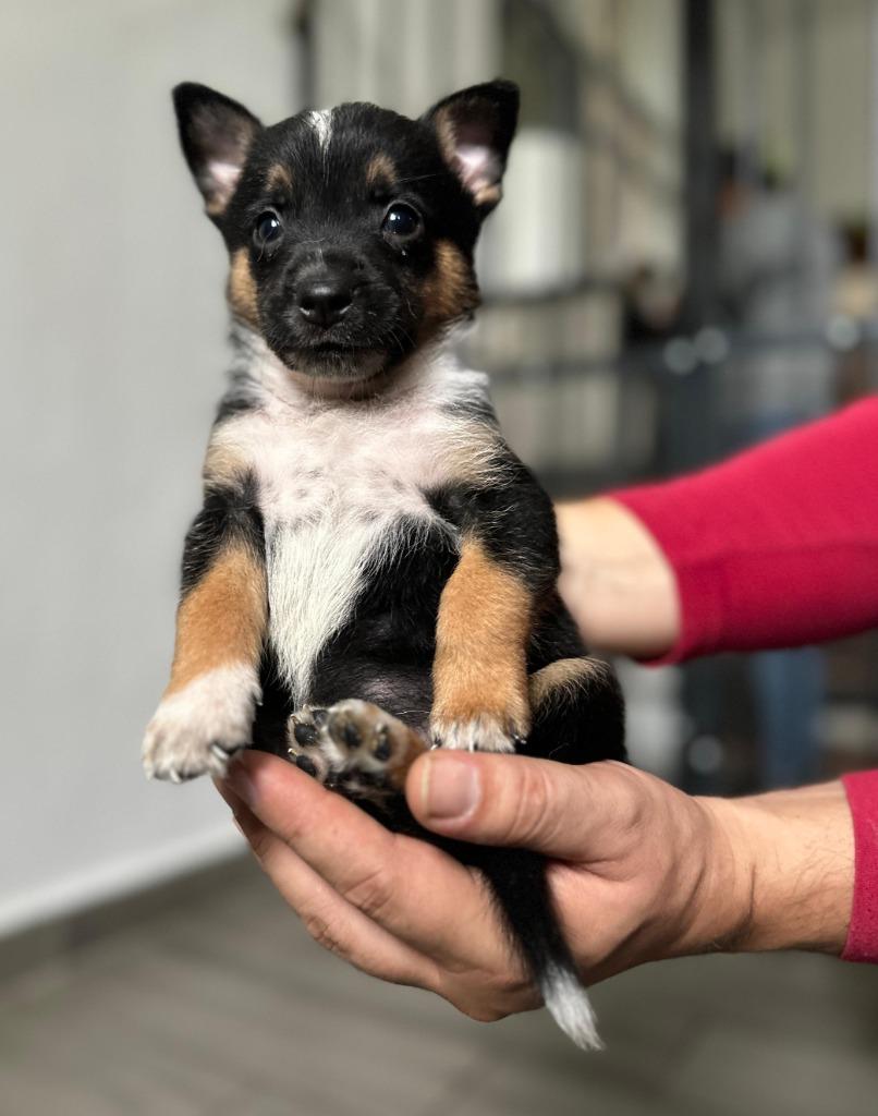 Enlarge Nala, a Adoptable mixed breed in Denver, CO image 4/6