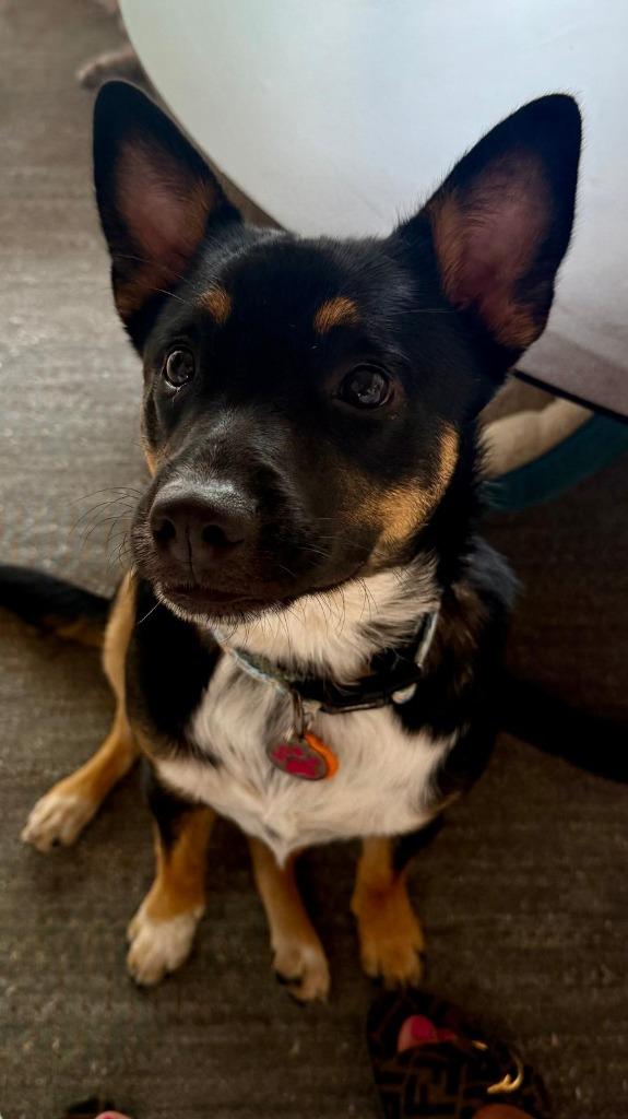 Enlarge Nala, a Adoptable mixed breed in Denver, CO image 5/6