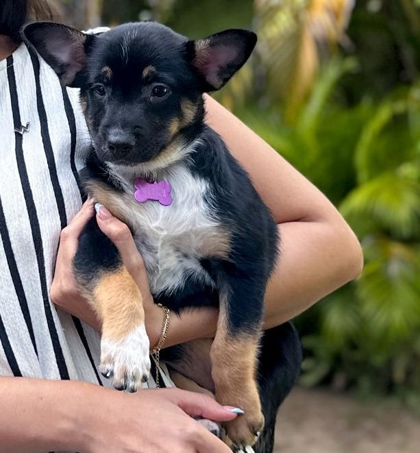 Enlarge Nala, a Adoptable mixed breed in Denver, CO image 6/6