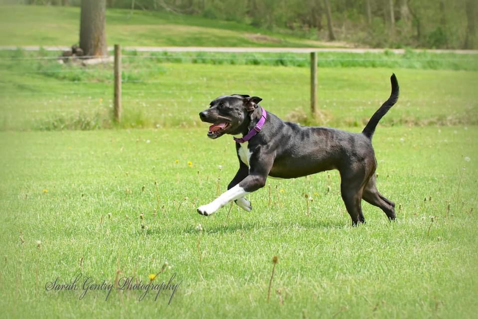 Darla, a Adoptable mixed breed in Ashland, OH image 6/9