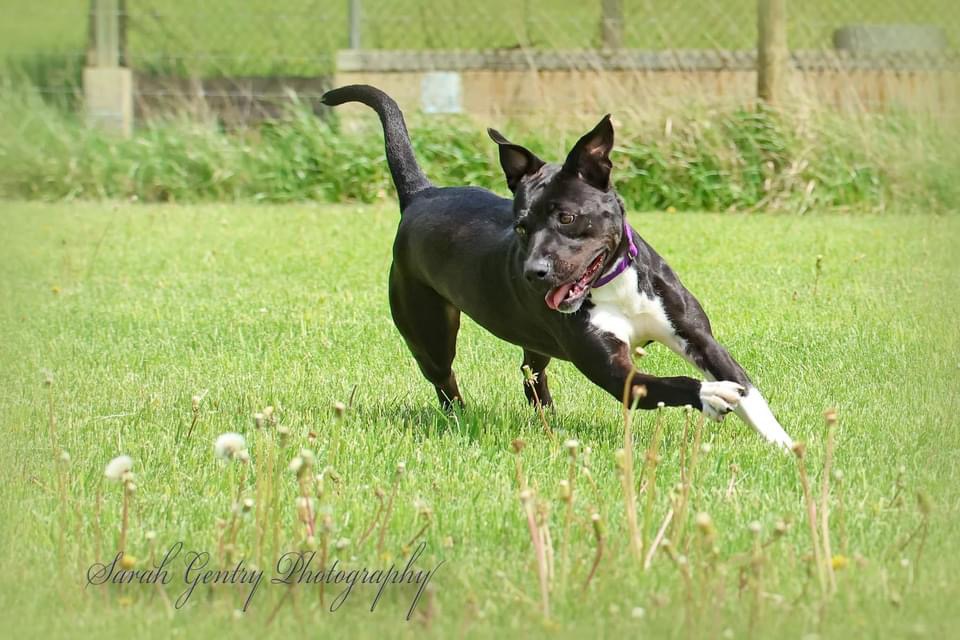 Enlarge Darla, a Adoptable mixed breed in Ashland, OH image 8/9