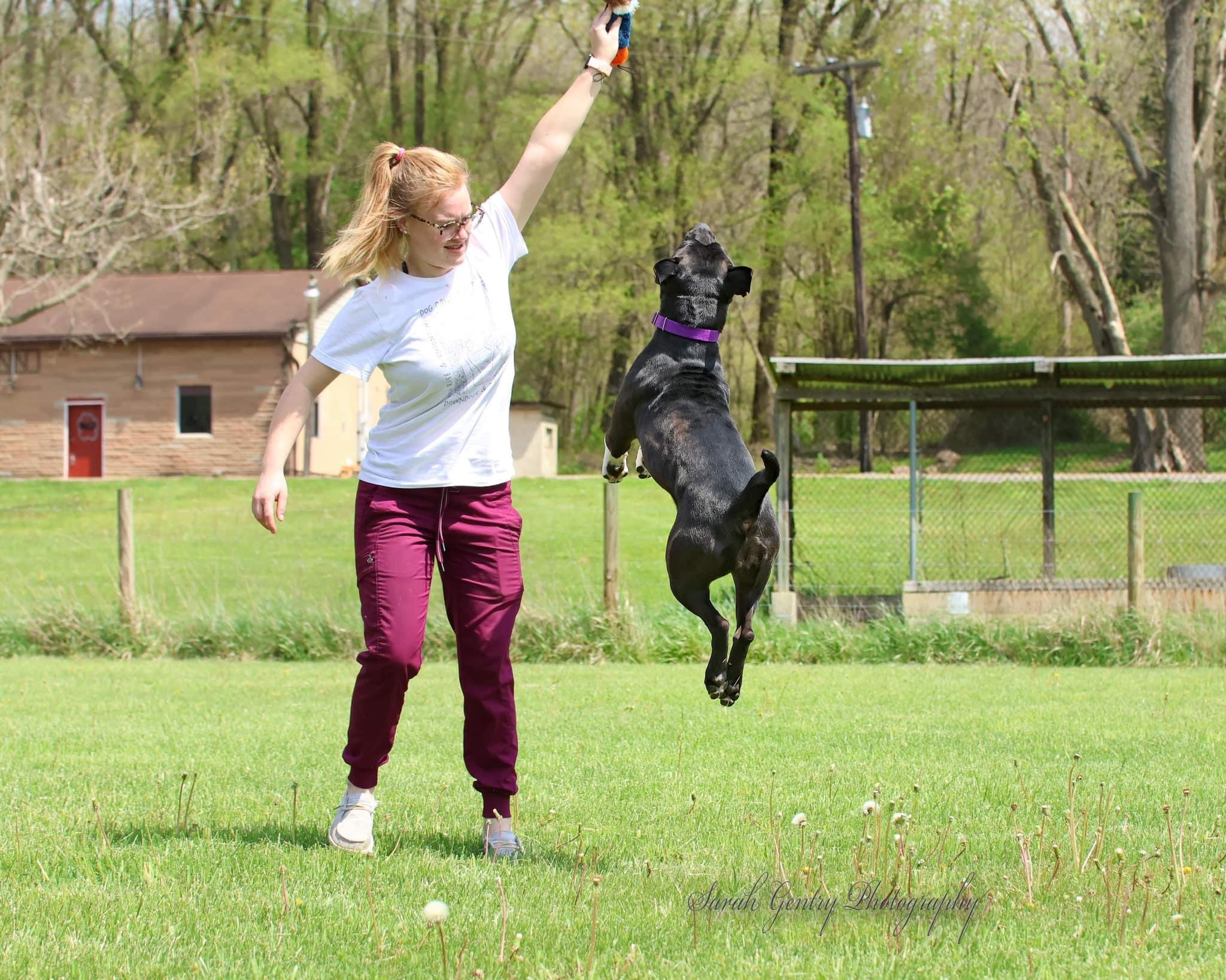 Enlarge Darla, a Adoptable mixed breed in Ashland, OH image 7/9
