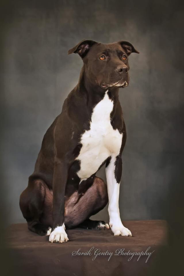 Enlarge Darla, a Adoptable mixed breed in Ashland, OH image 9/9