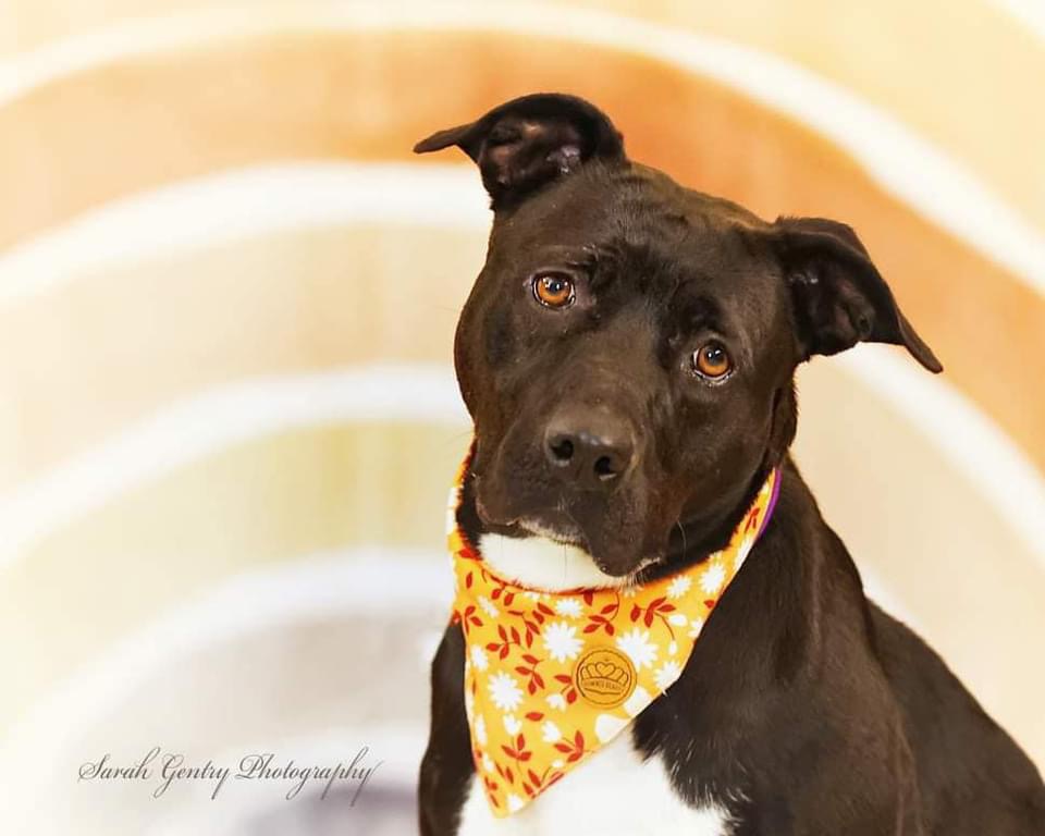 Darla, a Adoptable mixed breed in Ashland, OH image 1/9