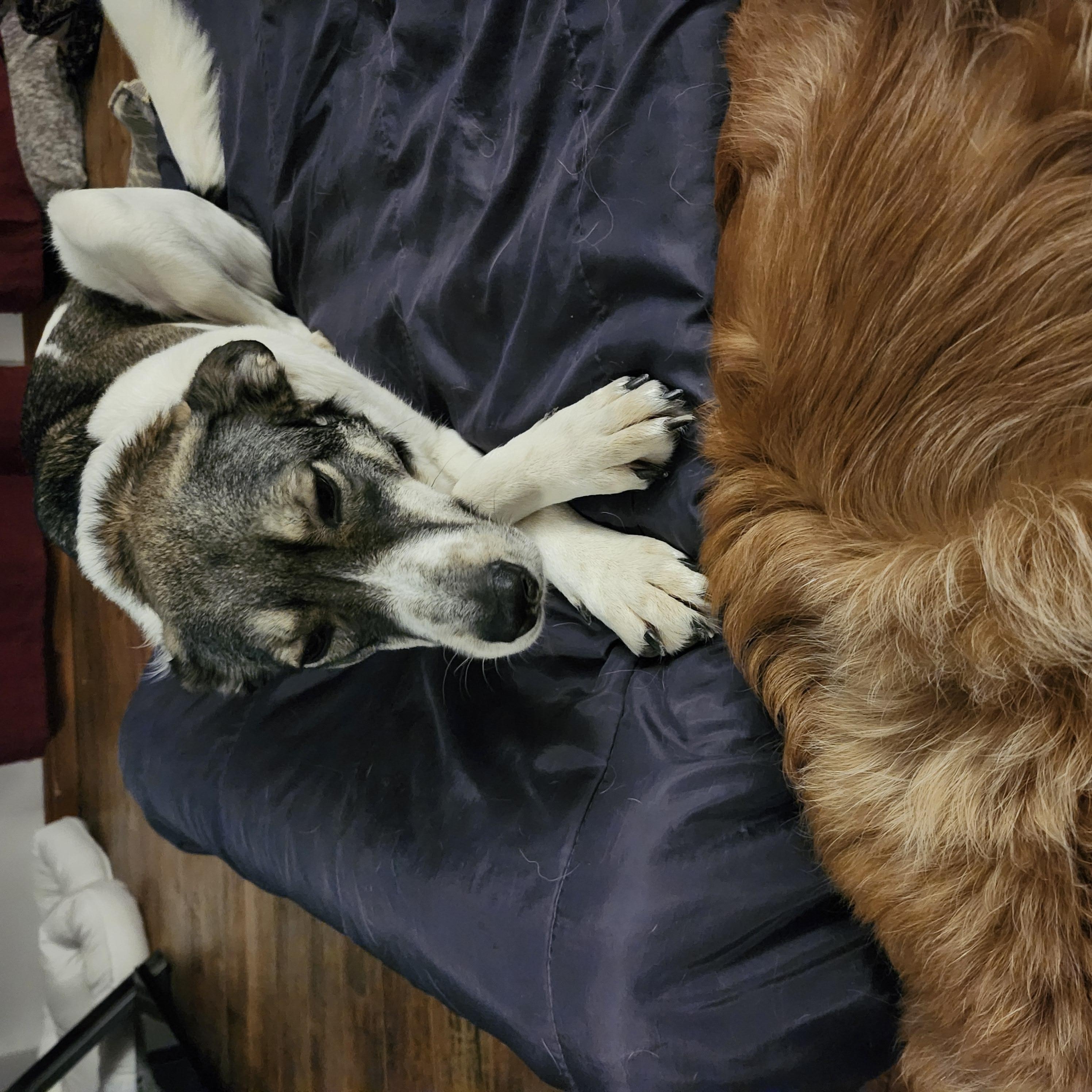 Enlarge Shelby, a Adoptable mixed breed in Scarborough, ON image 2/6