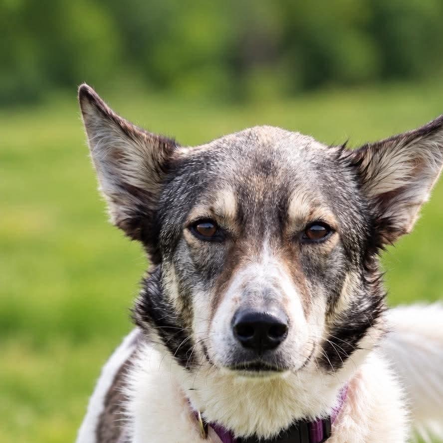 Shelby, Adoptable, Adult Female Australian Cattle Dog / Blue Heeler & Siberian Husky.