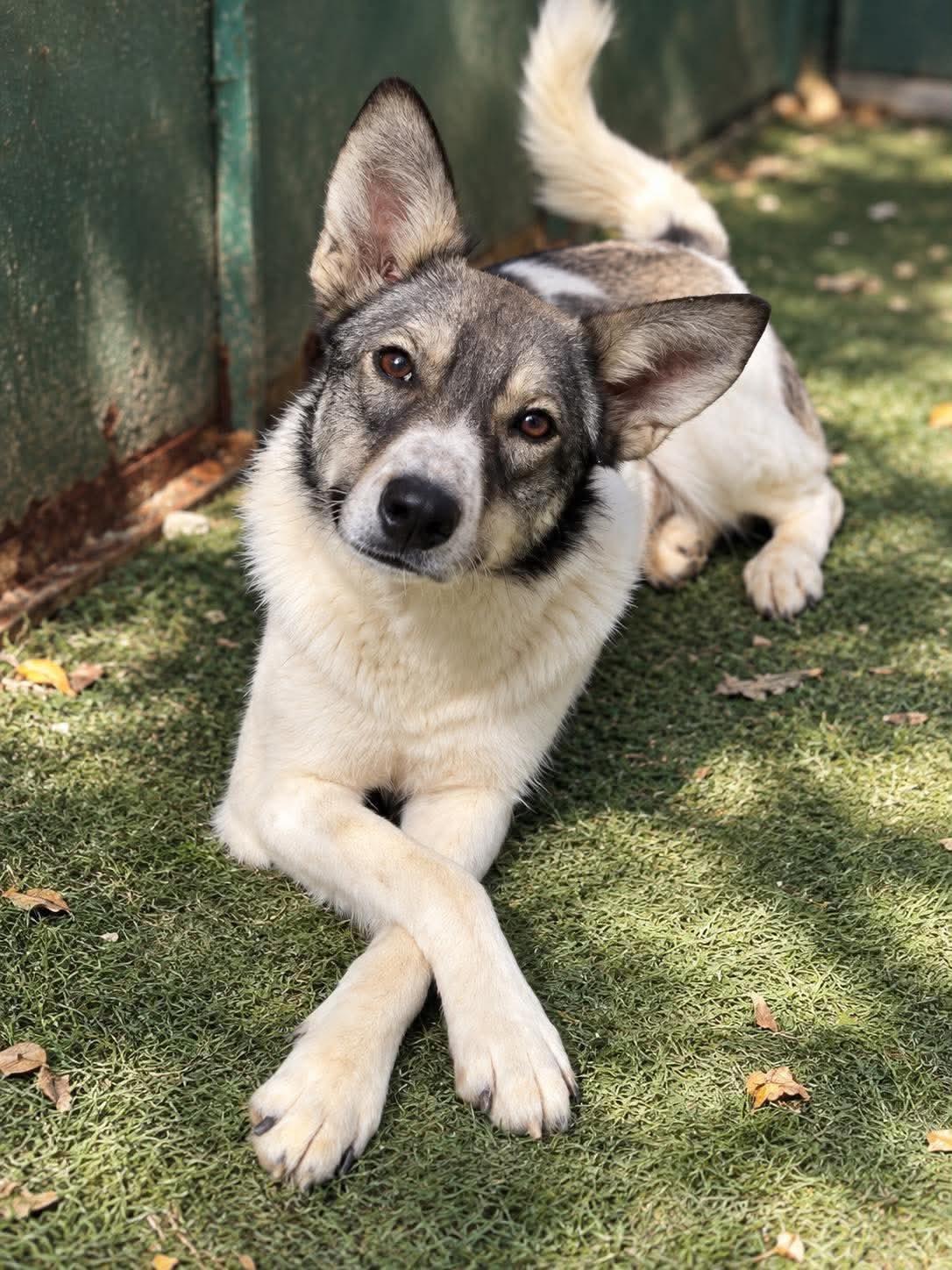 Enlarge Shelby, a Adoptable mixed breed in Scarborough, ON image 6/6