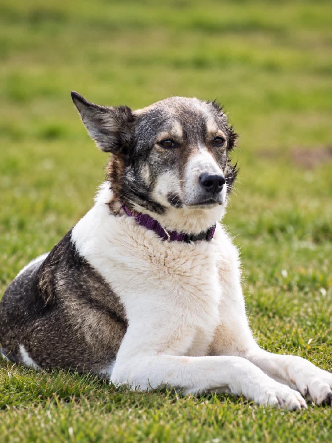 Enlarge Shelby, a Adoptable mixed breed in Scarborough, ON image 3/6