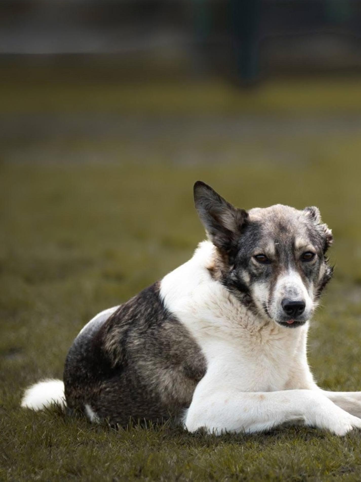 Enlarge Shelby, a Adoptable mixed breed in Scarborough, ON image 4/6