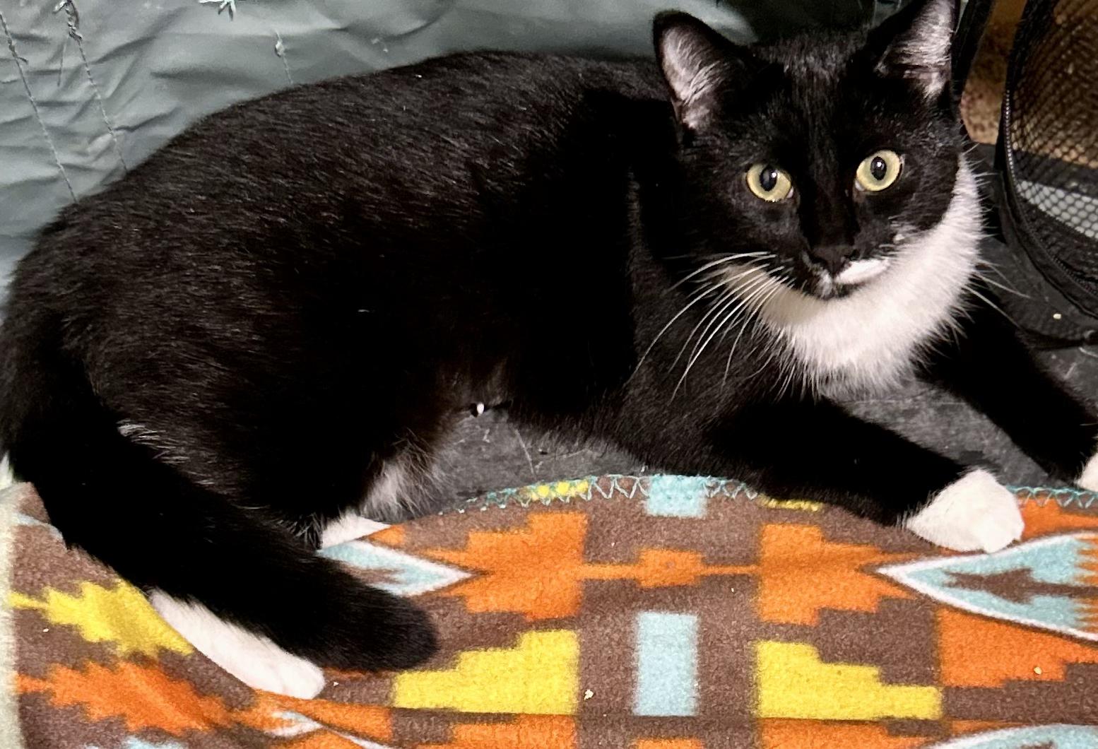Olive (Tuxedo), a Adoptable Domestic Short Hair in Warwick, RI image 5/6