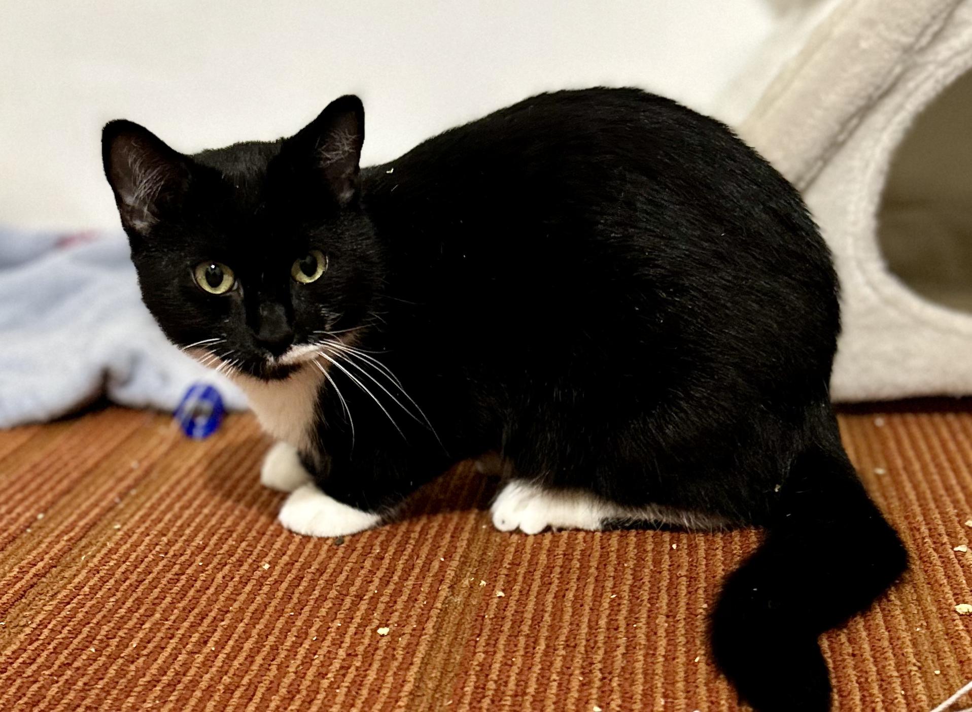 Olive (Tuxedo), a Adoptable Domestic Short Hair in Warwick, RI image 3/6