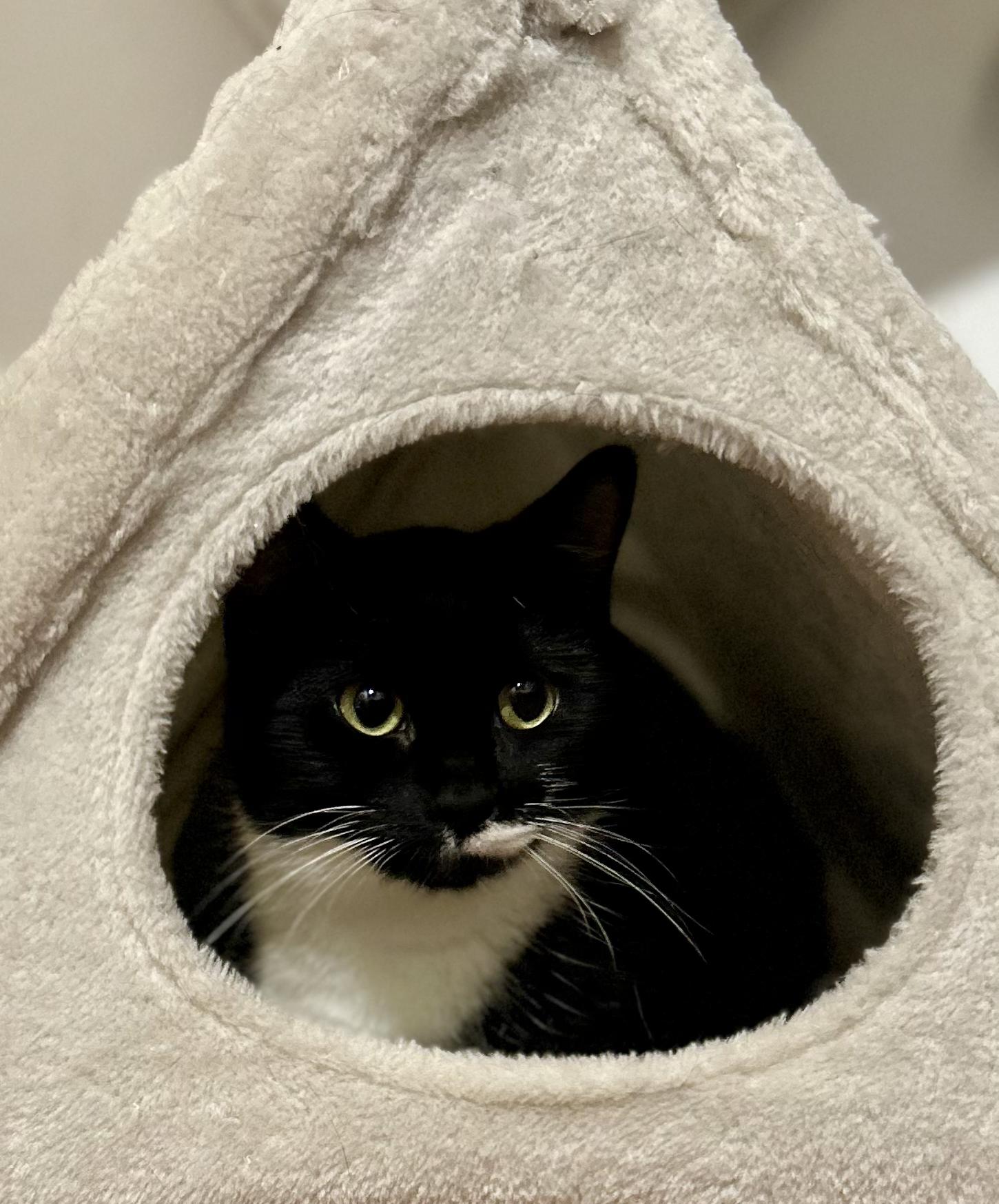 Olive (Tuxedo), a Adoptable Domestic Short Hair in Warwick, RI image 6/6