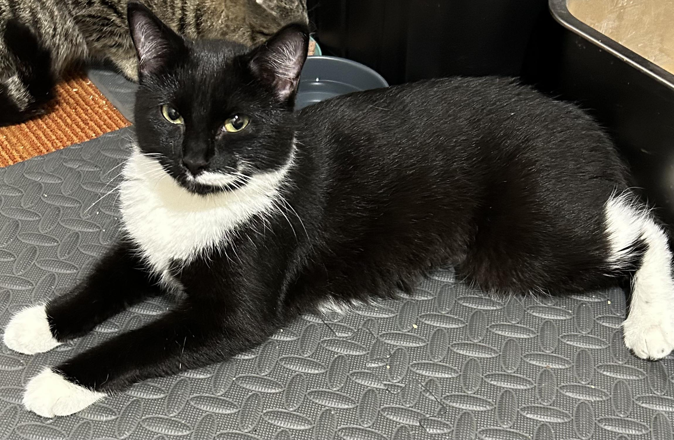 Olive (Tuxedo), Adoptable, Young Female Domestic Short Hair.