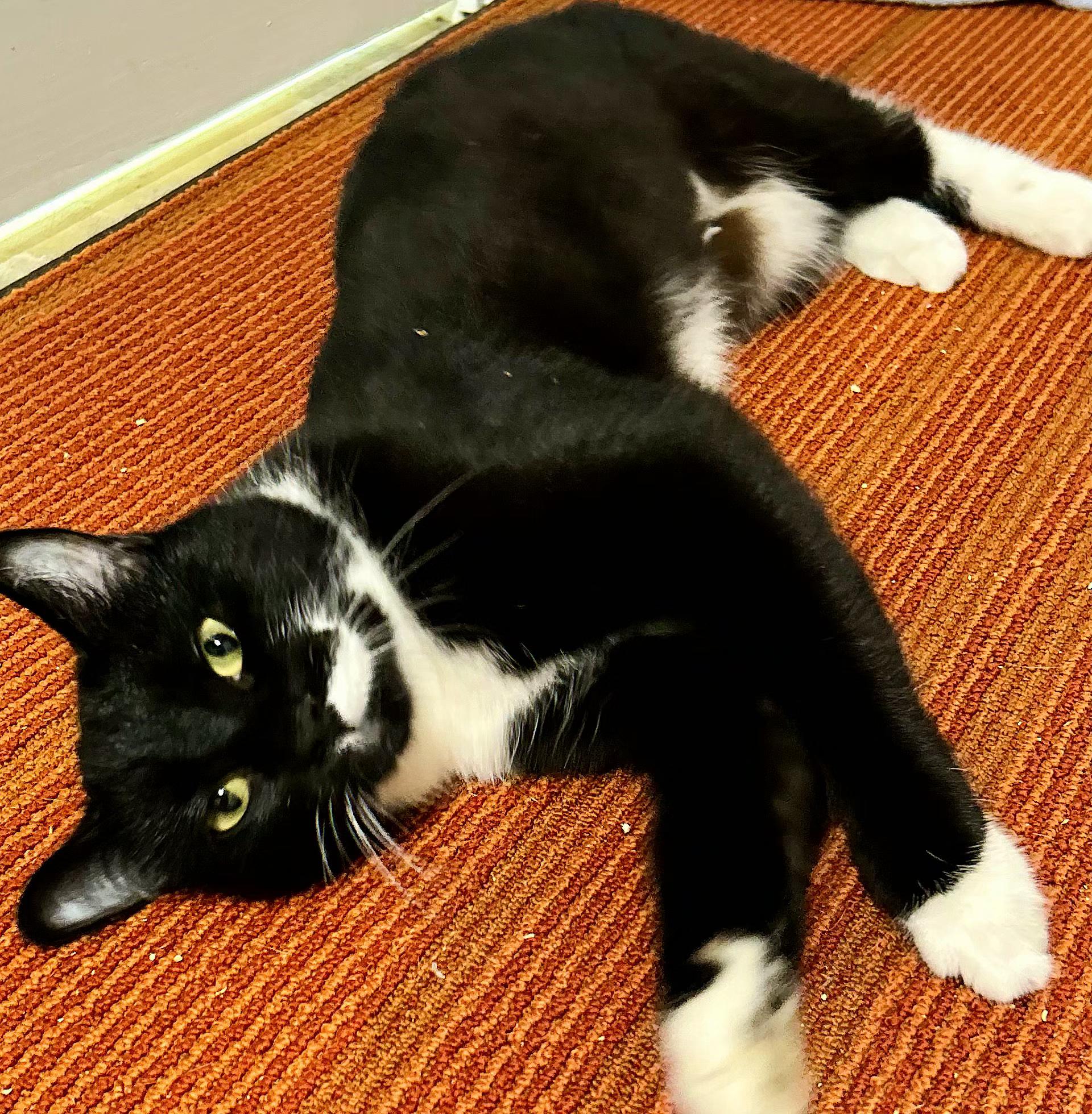 Olive (Tuxedo), a Adoptable Domestic Short Hair in Warwick, RI image 2/6