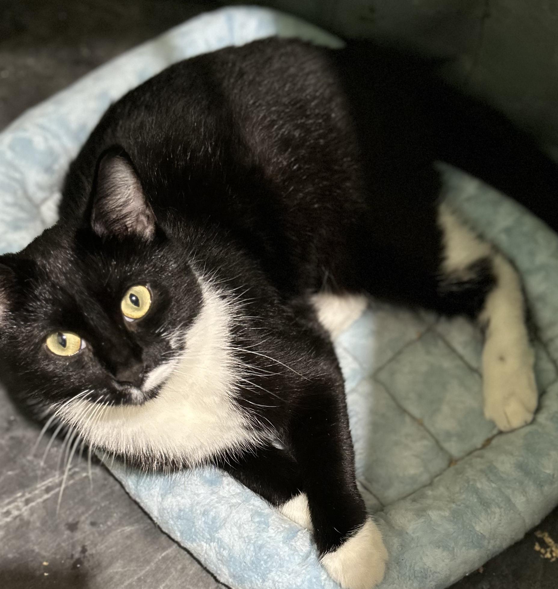 Olive (Tuxedo), a Adoptable Domestic Short Hair in Warwick, RI image 4/6