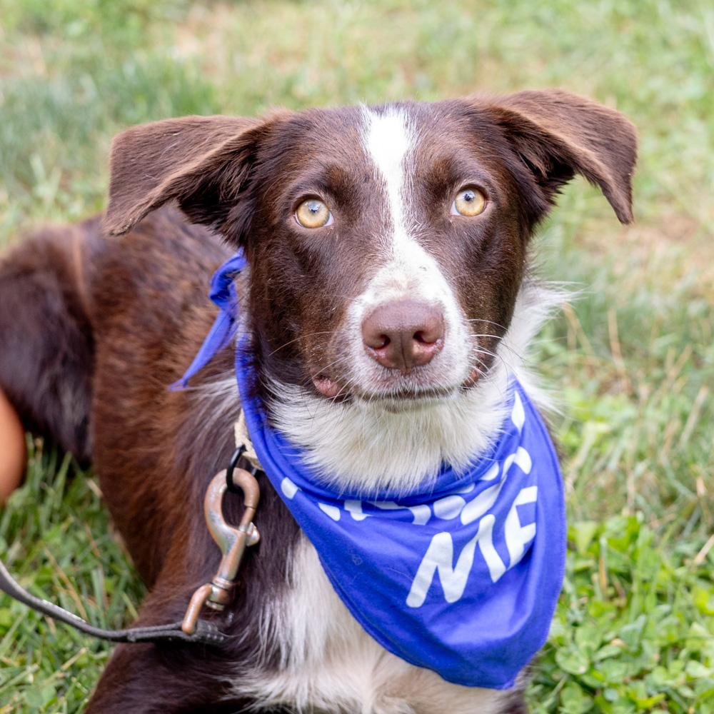 Echo (Female)   Avail  8/23