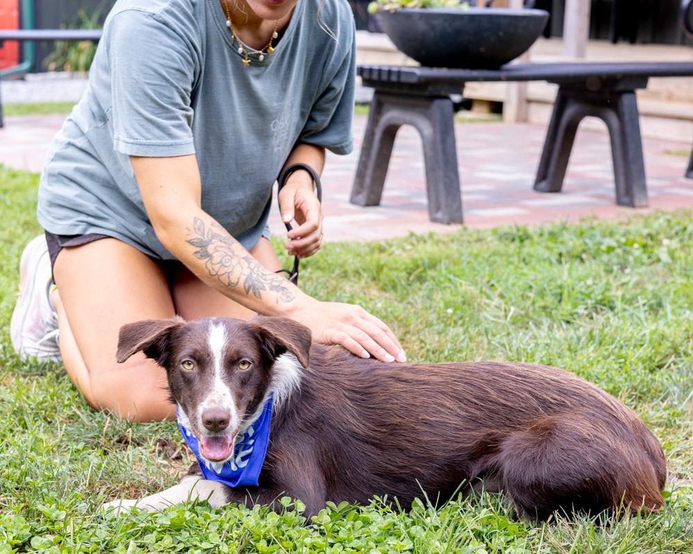 Echo (Female)   Avail  8/23