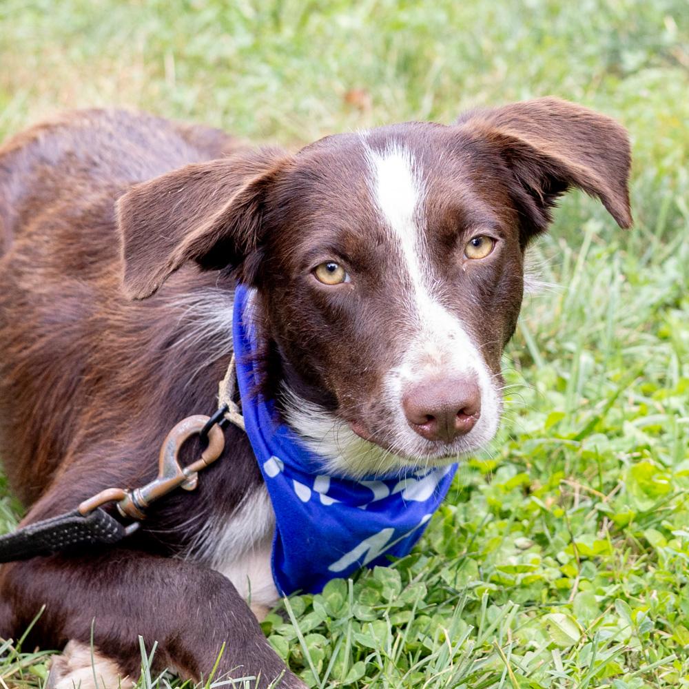 Echo (Female)   Avail  8/23