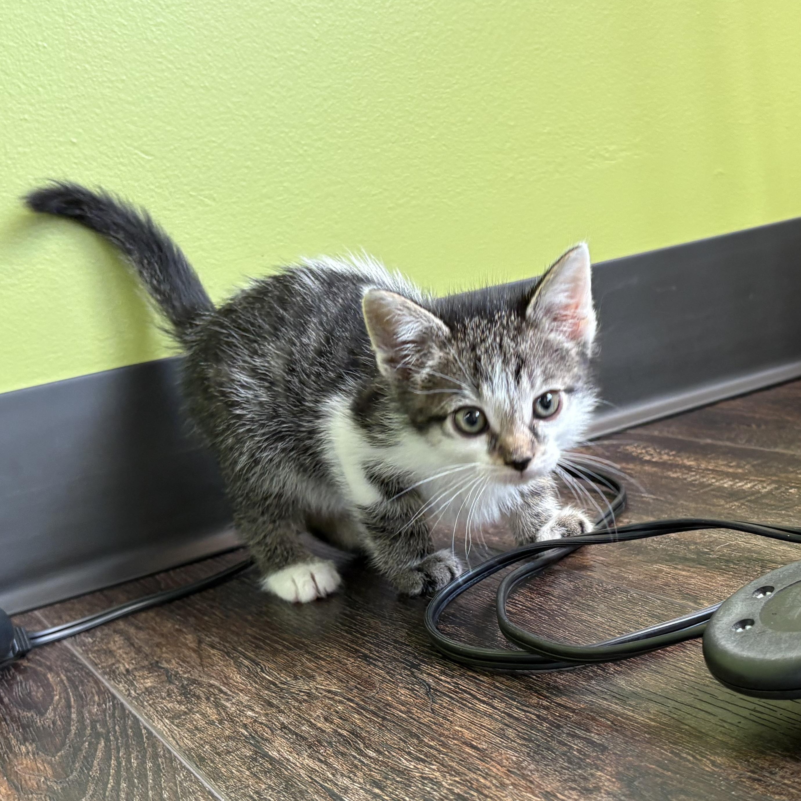 Reuben, Baby Male Domestic Short Hair