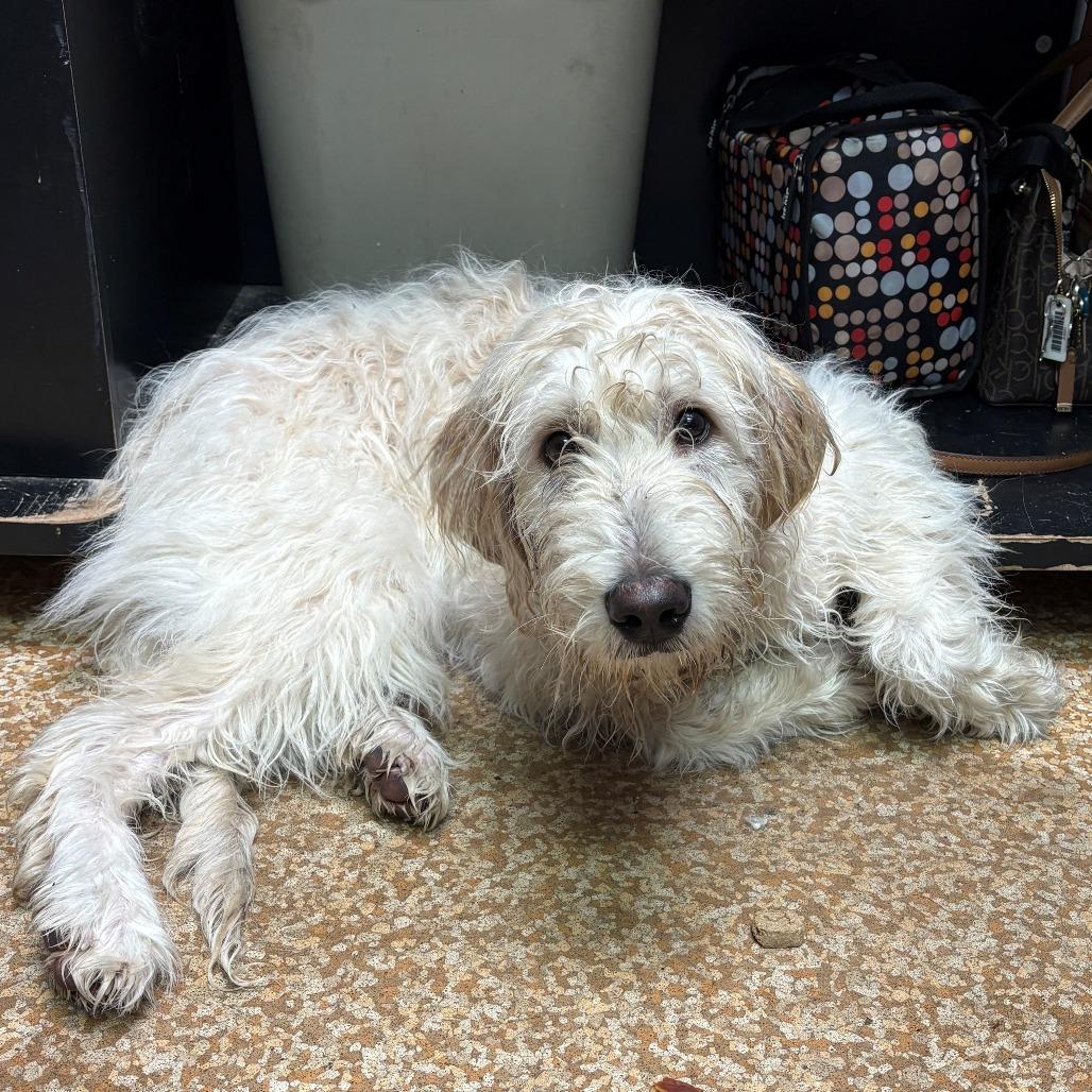 Enlarge Cosmo, a Adoptable mixed breed in Chehalis, WA image 1/1