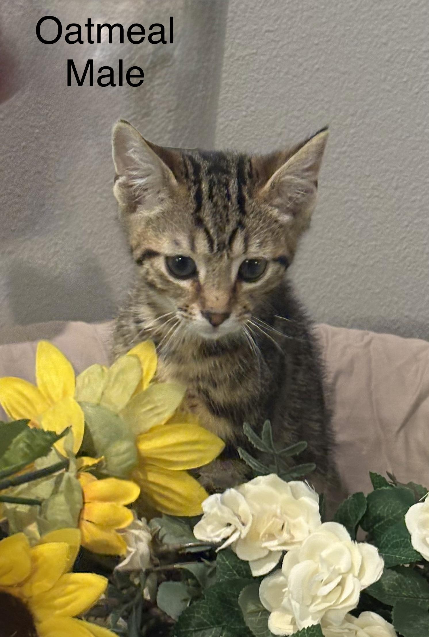Oatmeal, Adoptable, Kitten Male Domestic Short Hair & Bengal.