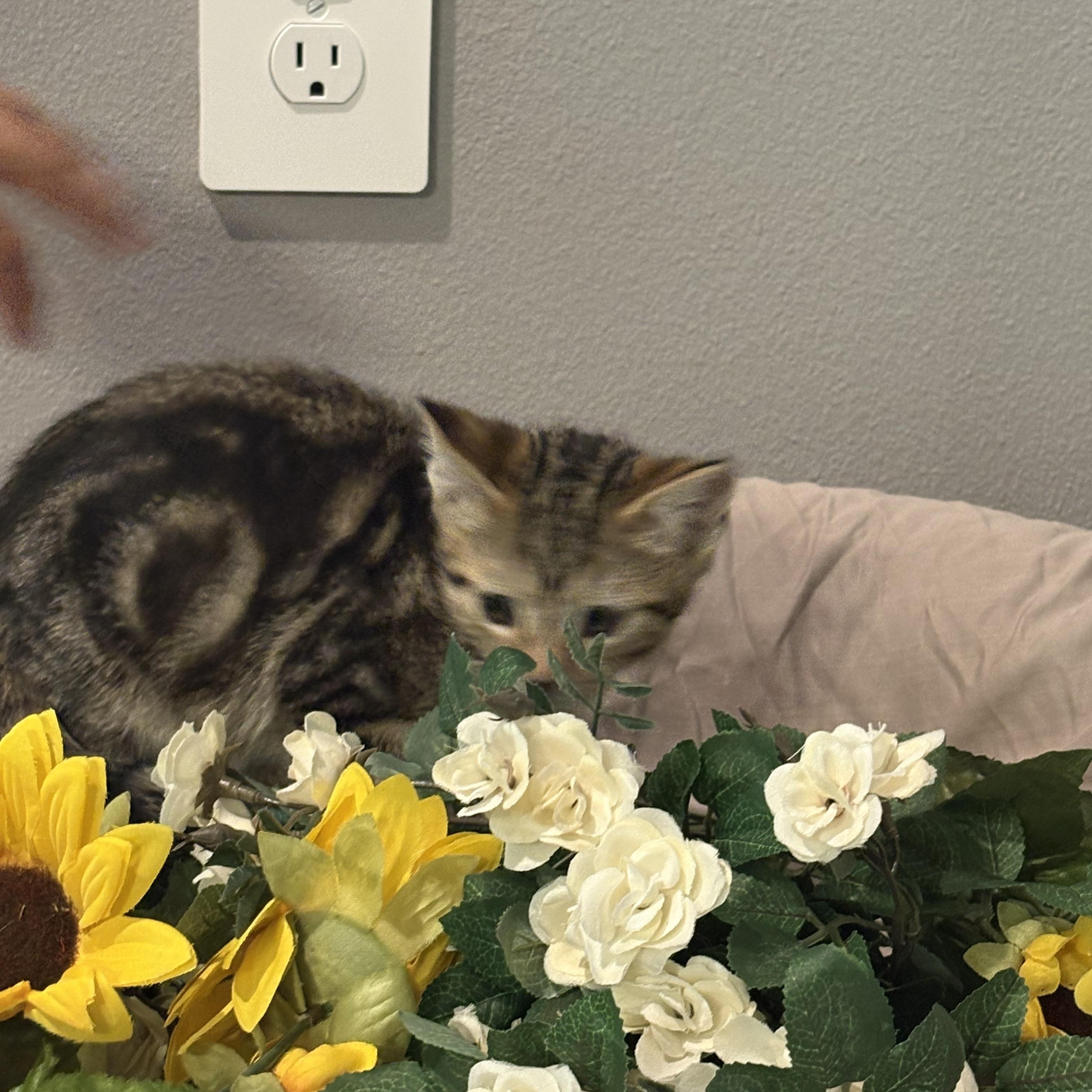 Enlarge Oatmeal, a Adoptable mixed breed in Palm City, FL image 2/2